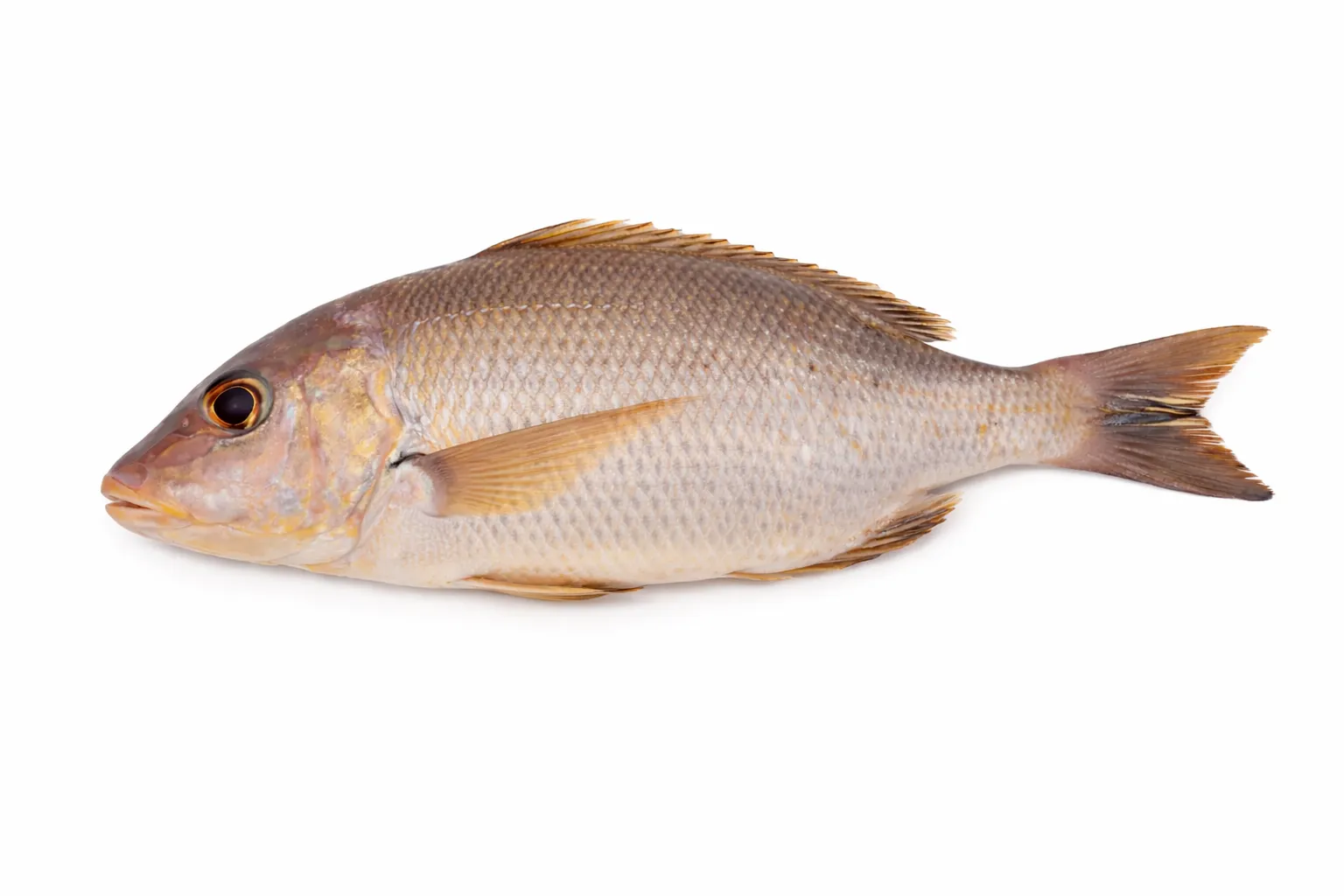 Kawango fou